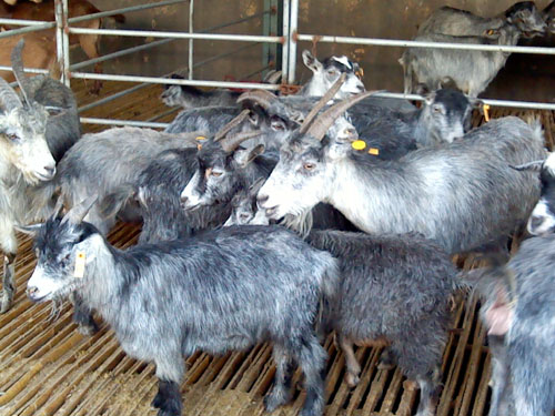 供应青山羊，西门塔尔牛