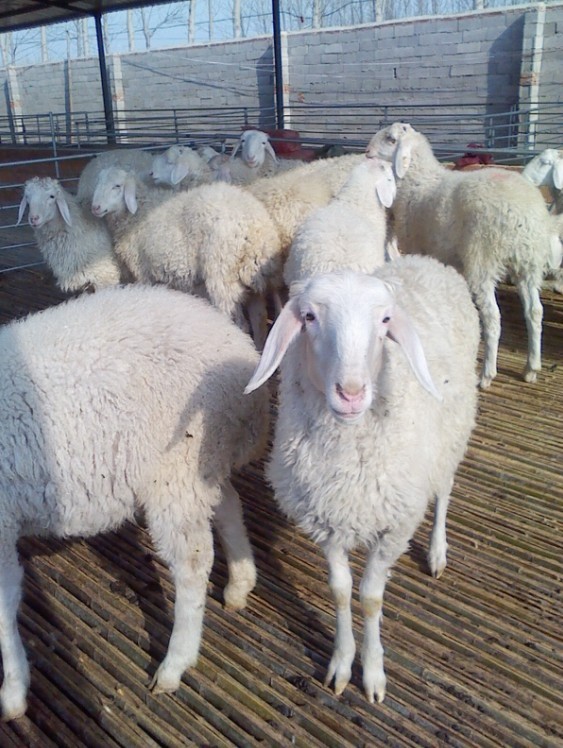 供应小尾寒羊羔羊