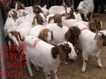 供应波尔山羊、肉羊