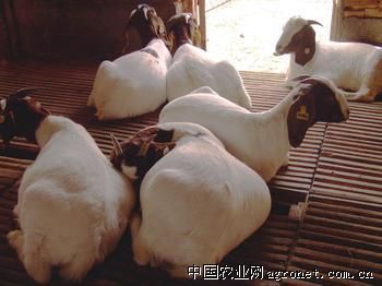 供应纯种波尔山羊