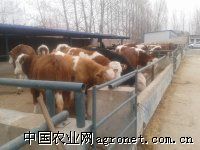 供应西门塔尔牛、夏洛莱牛等