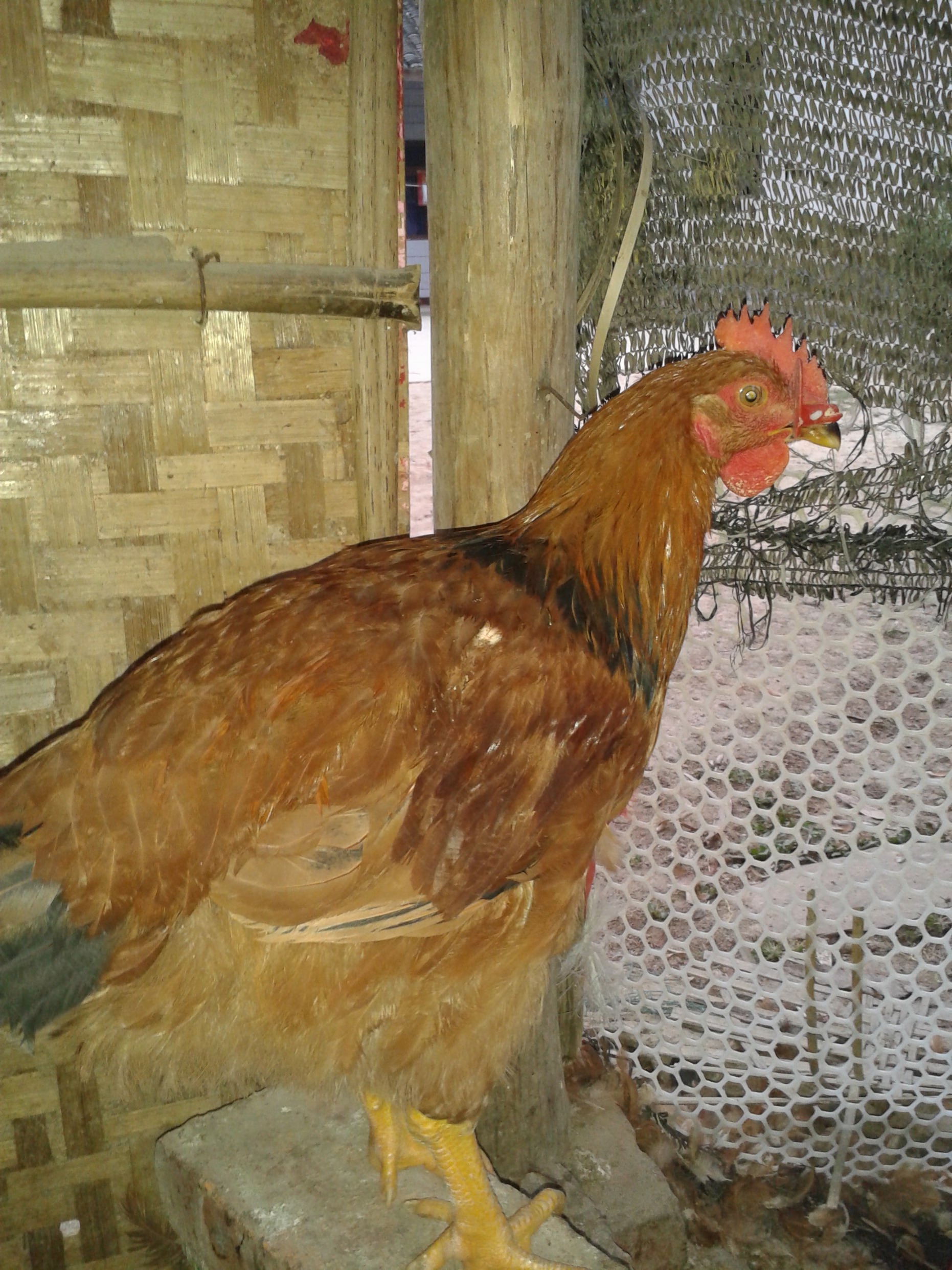 供应原生态跑山鸡