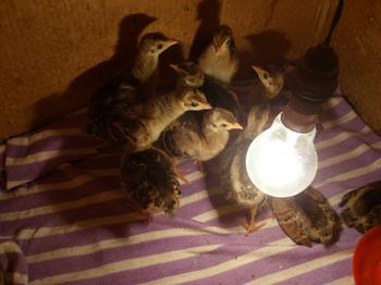 供应孔雀苗、山鸡苗、火鸡苗等