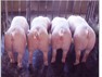 供应仔猪