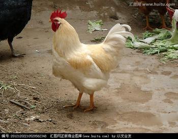 供应散养白公鸡