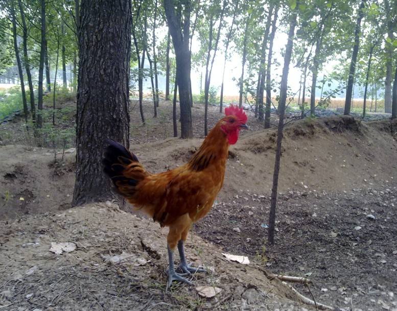 供应生态散养小笨鸡