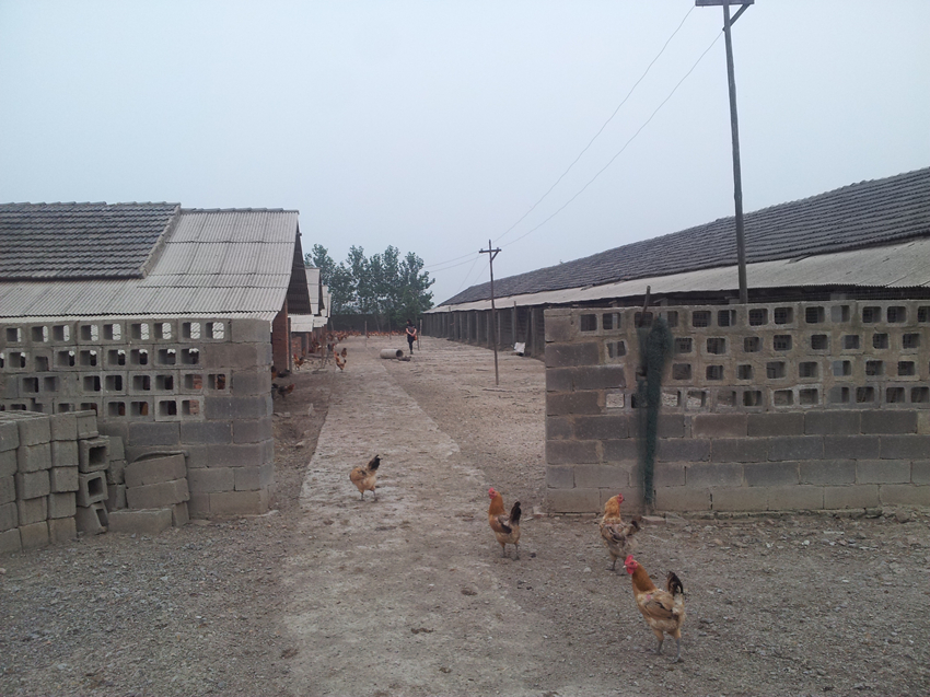 供应青脚土老母鸡