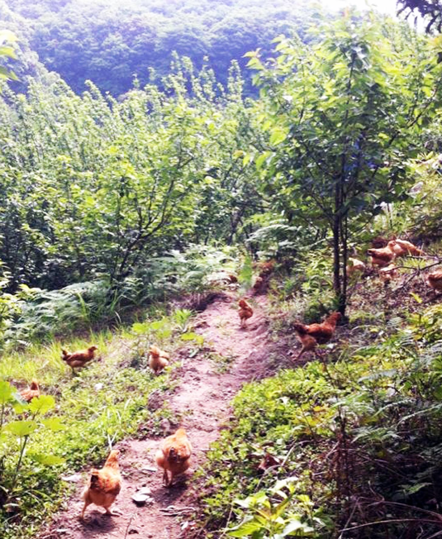 供应宁波洞桥镇百梁桥正宗原生态放养土鸡及土鸡蛋