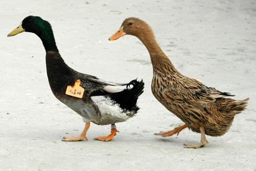 供应大量金定青年鸭