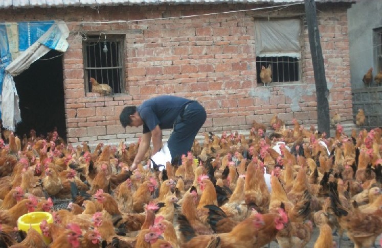 供应青腿黄土鸡