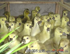 供应朗德鹅、四季白鹅、泰州鹅苗