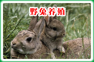 供应野兔