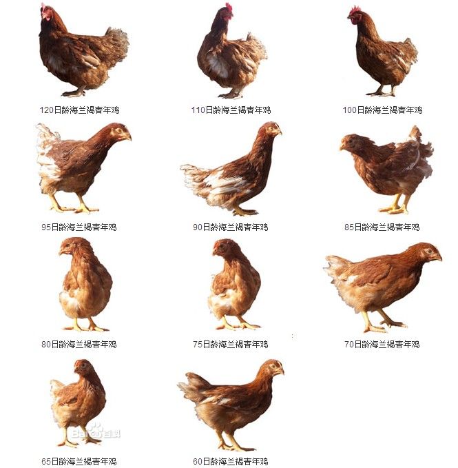 供应高产蛋后备母鸡