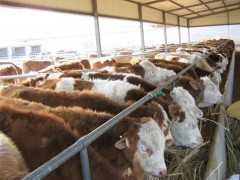 供应山西小公牛