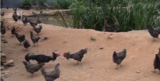 供应原生态散养芦花土鸡