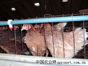 供应蛋鸡青年鸡