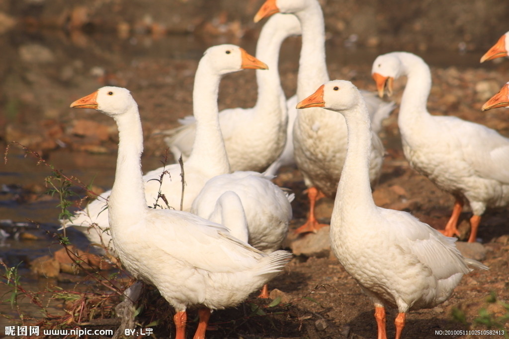 供应散养大白鹅