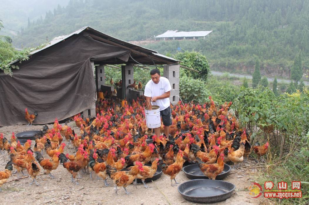供应土鸡，老母鸡，麻鸭等