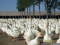 供应散养家鹅（活禽）