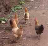 供应四川土鸡苗