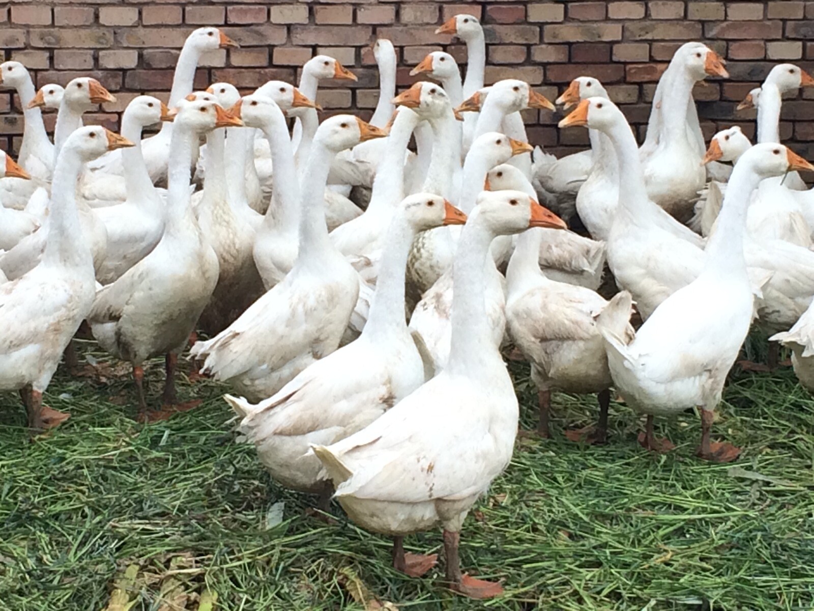 供应农家自养大白鹅