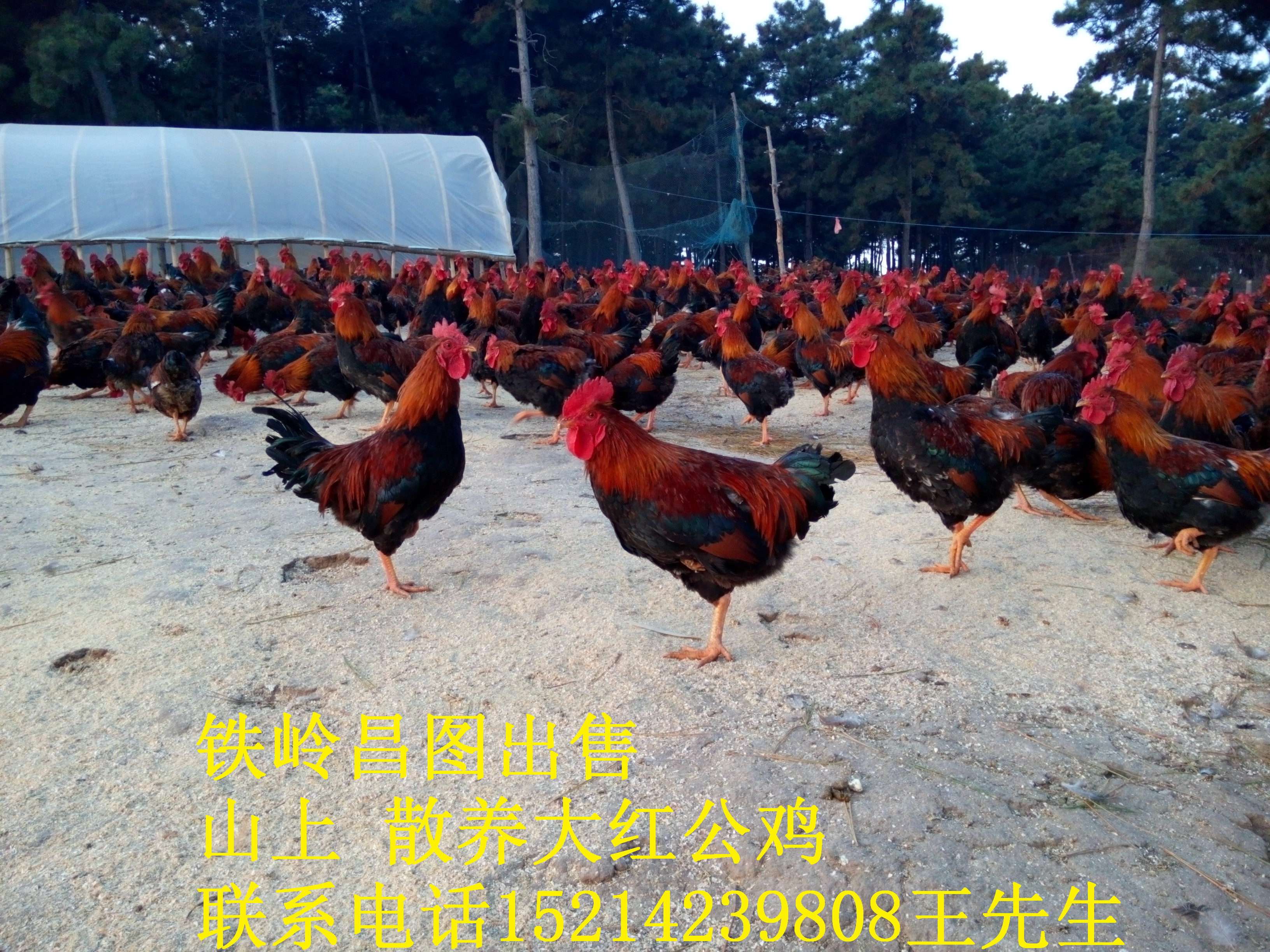 供应散养红公鸡