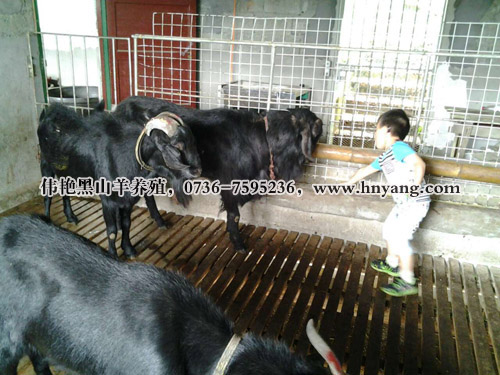 供应黑山羊品种羊