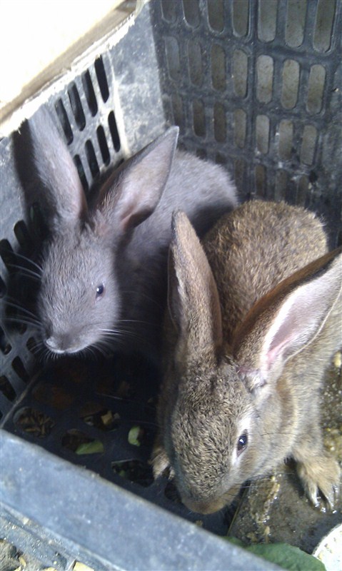 供应大别山野兔
