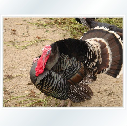 供应贝蒂娜火鸡