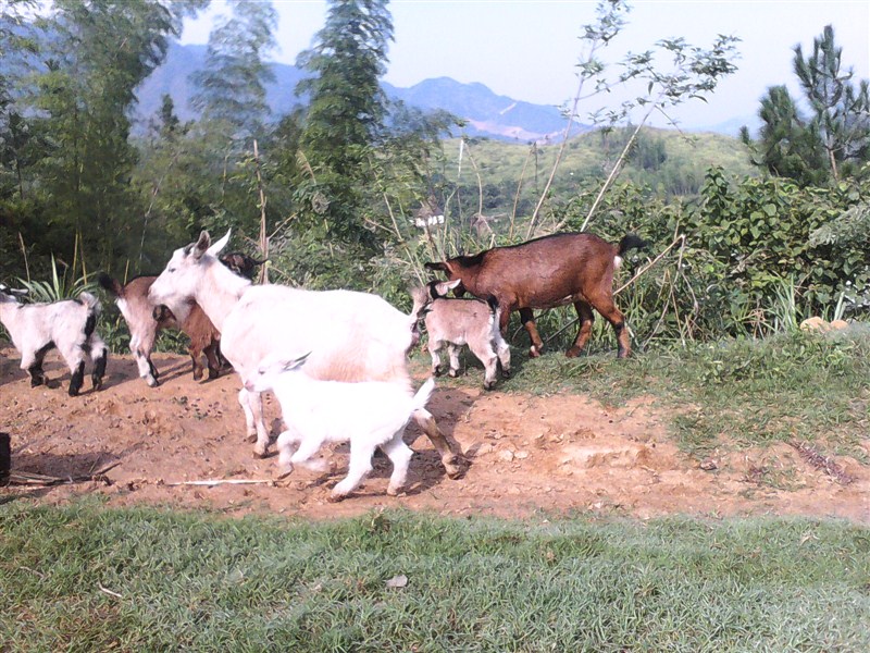 供应大别山土山羊