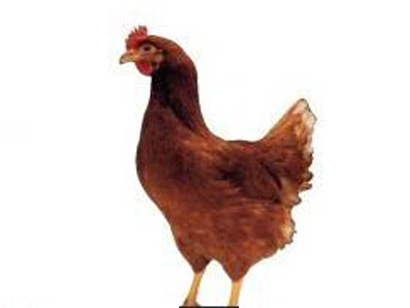 供应60日龄青年鸡