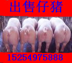 供应山东仔猪苗猪