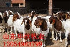 供应南非波尔山羊 萨能奶山羊 夏洛莱羊