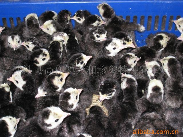 供应黑羽贝蒂娜火鸡