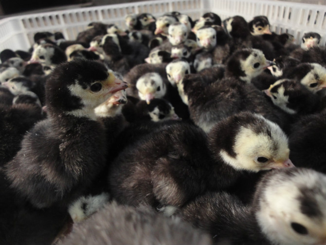 供应尼古拉火鸡