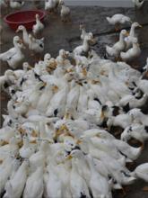 供应一点花鸭子