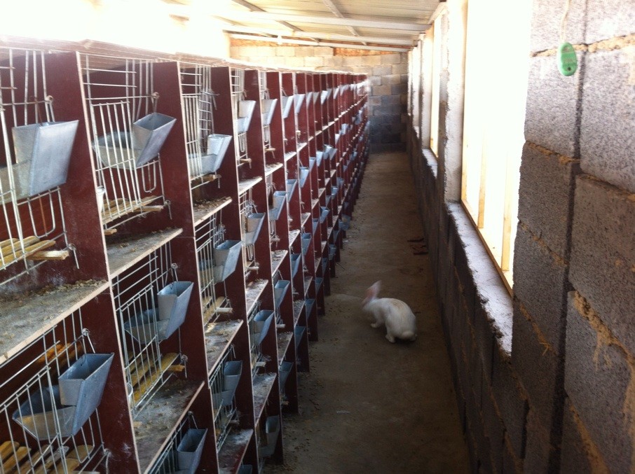 供应兔子、垂耳兔