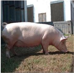 供应二元怀孕母猪