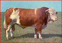 供应山西西门塔尔犊牛