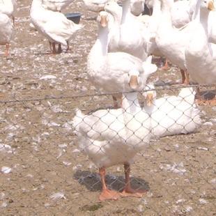 供应成年大白鹅