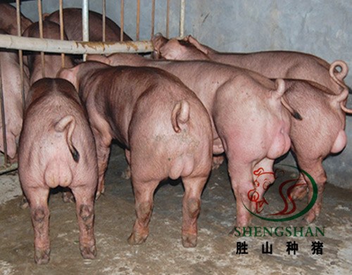 供应杜洛克公猪