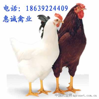 供应青年鸡