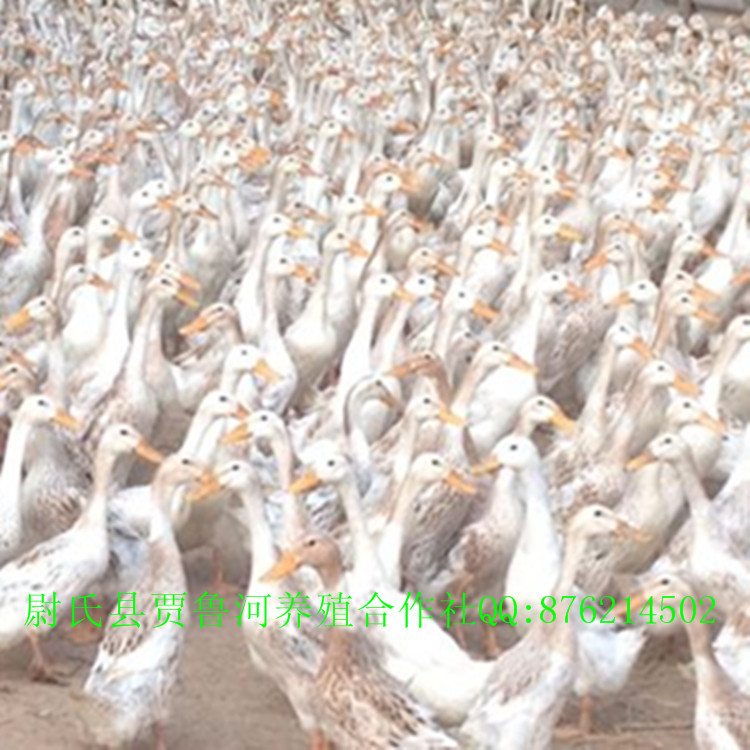 供应青年鸭