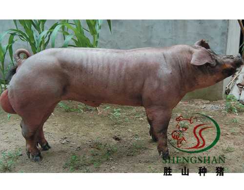 供应杜洛克公猪