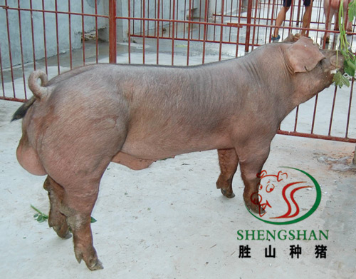 供应杜洛克种猪