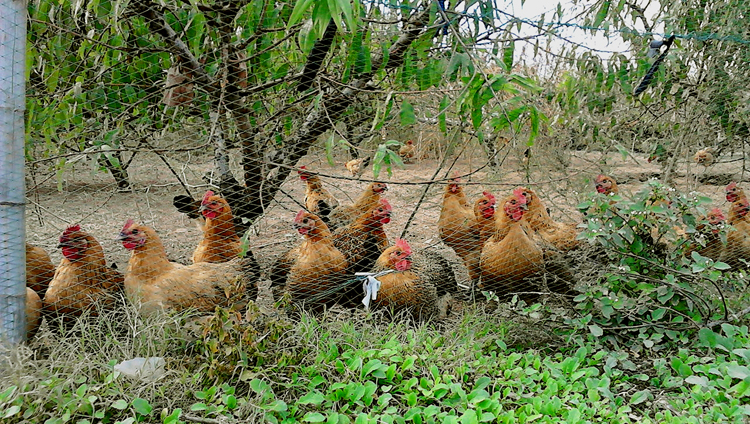 供应土鸡，柴鸡，野鸡等