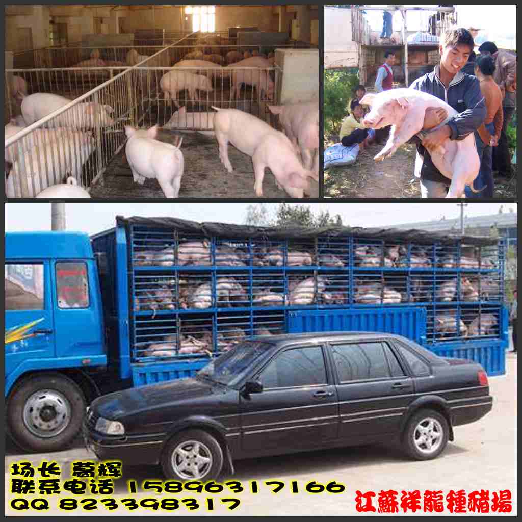 供应三元仔猪价格