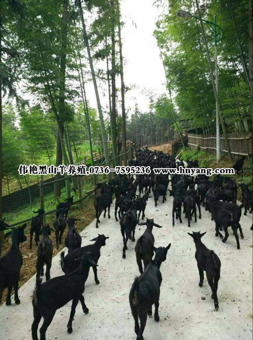 供应黑山羊