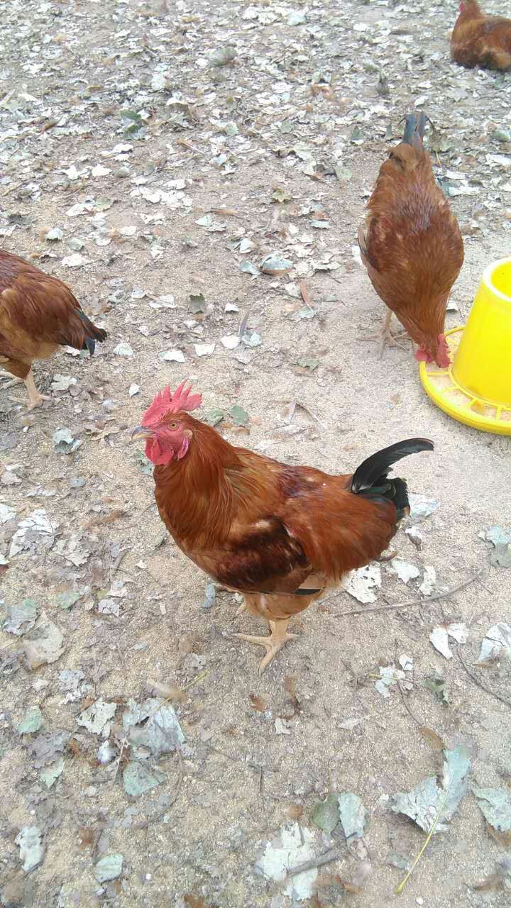 供应鲁西南土生大公鸡