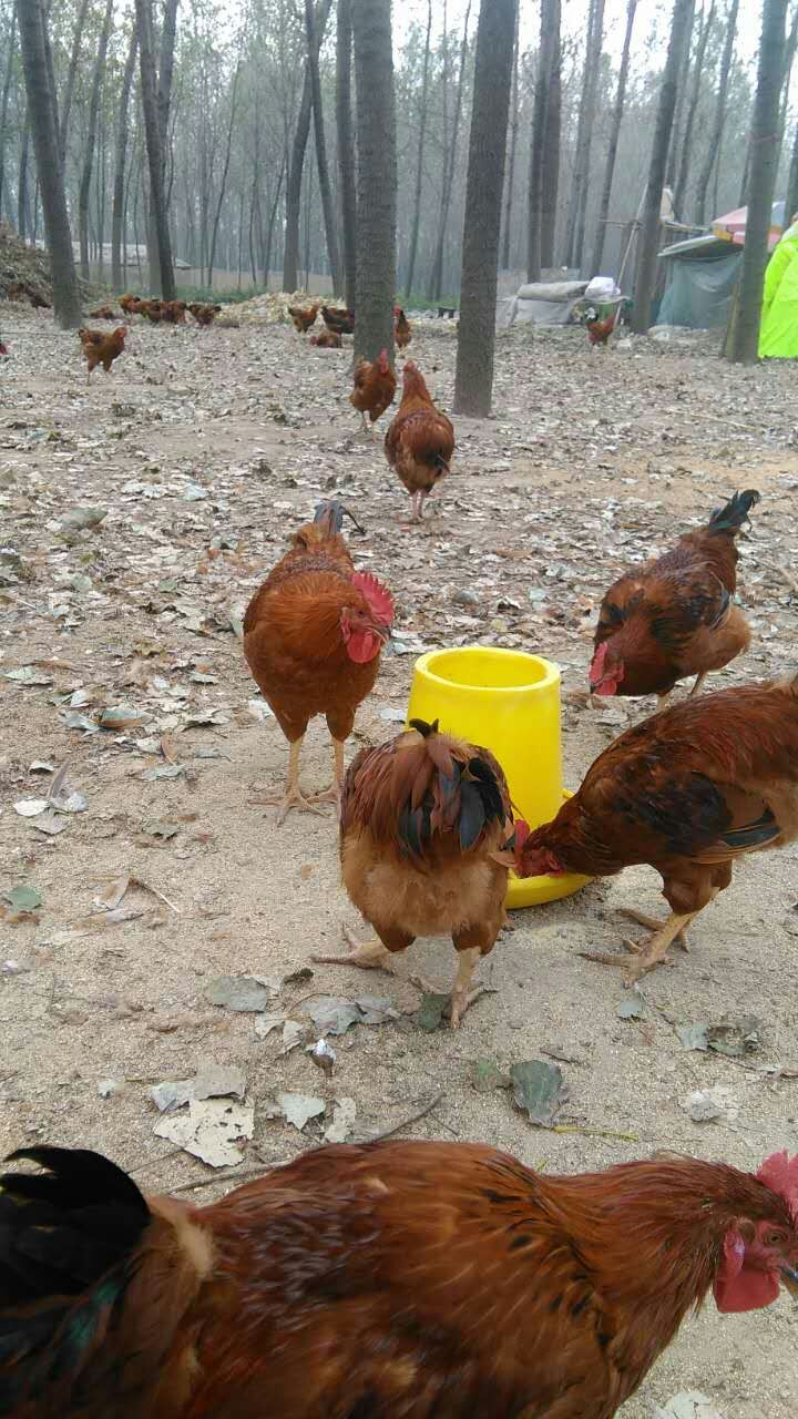 供应公鸡、肉鸡、鲁西南大公鸡